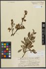 Foto von Salix waldsteiniana Willd.